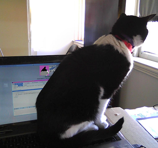 cat sitting on laptop looking out window