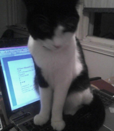 cat sitting on laptop at night